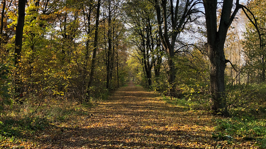 A long path. Karower Teiche, Berlin.